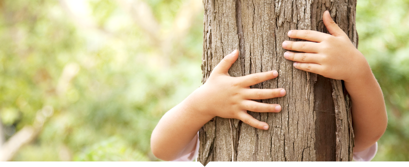 Kind umarmt einen Baum man sieht nur die Hände